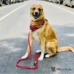 Climbing Rope Leash - 5ft